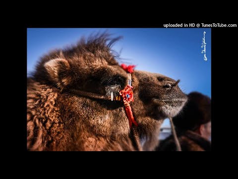 Видео: Ингэн тэмээний дуу (live performance)