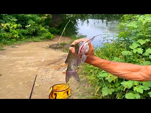Видео: КЛЮЁТ ВСЁ! РЫБАЛКА ДОНКОЙ НА СОМА И САЗАНА В РЕКЕ КУБАНЬ.