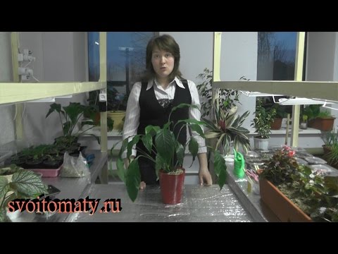 Видео: Пересадка спатифиллума в кашпо с автополивом