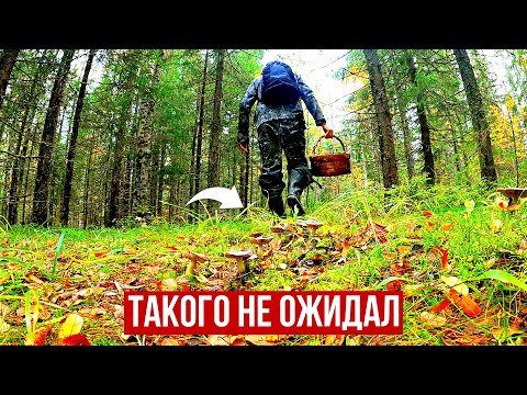 Видео: ГРИБНИК ЗАШЕЛ В ЕЛИ И ОБАЛДЕЛ! ОДИН В ЛЕСУ ТАКОГО НЕ ОЖИДАЛ! СОБРАЛ И ЗАГОТОВИЛ ГРИБЫ 2025