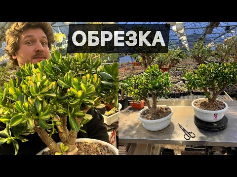 Видео: ПОДДЕРЖИВАЮЩАЯ ОБРЕЗКА СОРТОВЫХ КРАССУЛ / ДЕНЕЖНОЕ ДЕРЕВО / МАСТЕР ГЕОРГИЙ АРИСТОВ