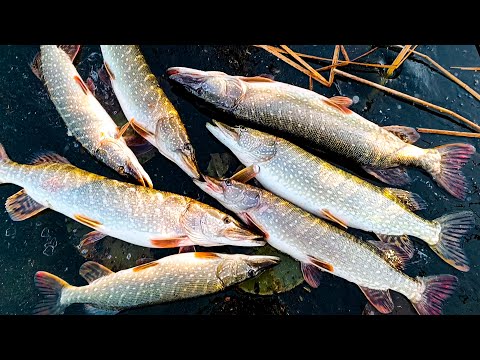 Видео: ЭТО НЕ СОН?.. ЖОР КРУПНОЙ ЩУКИ ПО ПЕРВОМУ ЛЬДУ!! Рвут ПОВОДКИ, ломают КРЮЧКИ!! Рыбалка на ЖЕРЛИЦЫ!!