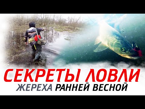 Видео: Секреты ловли ЖЕРЕХА на спиннинг ранней ВЕСНОЙ