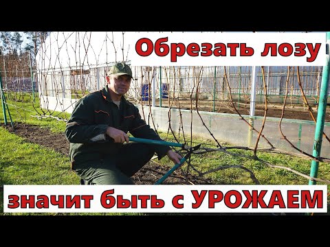 Видео: Обрезка винограда как всегда на урожай .Сезон 2025г.