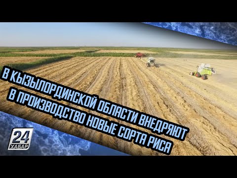 Видео: В Кызылординской области внедряют в производство новые сорта риса