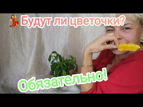 Видео: ✂️🔥🔪Формирование ПахистаХиса | #стрижкацветка #пахистахис