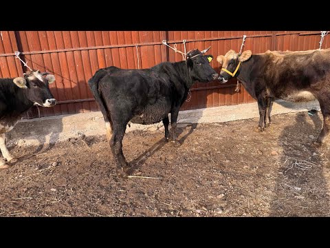 Видео: Уч баш жакын бооз уйлар сатылат ‪+996 551 292 994‬