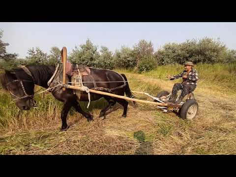 Видео: Ремонтируем дергач на конной косилке и косим тростник.