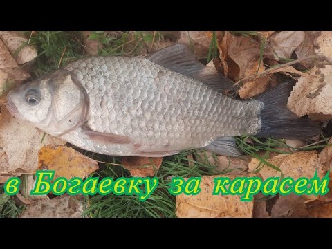 Видео: Осенняя рыбалка в ст. Багаевская. В дальний путь , за карасем.