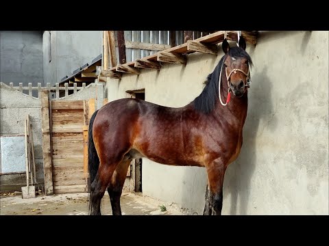 Видео: жылкымды 3 жыл мээрим төгүп карадым || Зор быштымды эми сатам