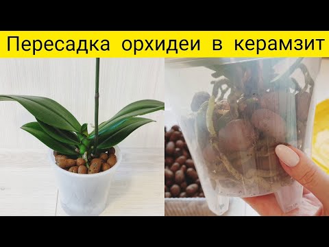 Видео: Пересадка орхидеи в керамзит || Пересадка орхидеи после покупки