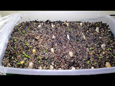 Видео: Сеянцы литопсов через 2 недели