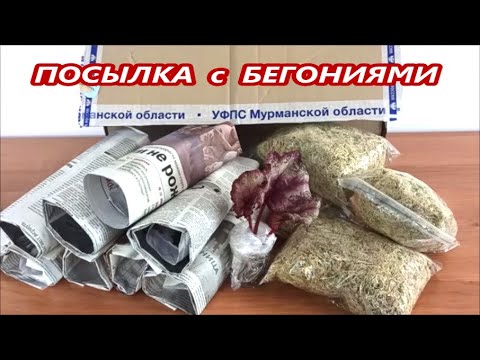 Видео: РАСПАКОВКА ПОСЫЛКИ  № 3 с НОВИНКАМИ 🌺 декоративных Бегоний