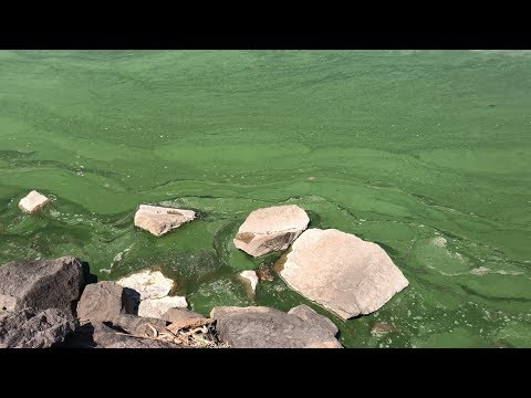 Видео: Экологическая катастрофа.Озеро цветёт!Темиртау.