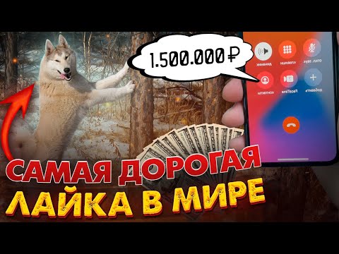 Видео: Лайки 100 лет назад. Разговор с Окуловским П.Н. 55 лет селекции. Белые Лайки самые ценные в Мире⁉️