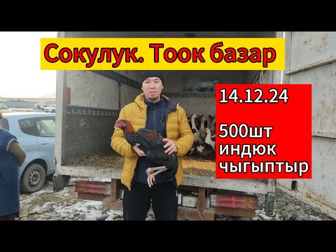 Видео: тоок базар. Сокулук 15.12.24