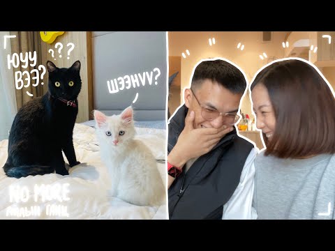 Видео: Ийм нэг өдөр🐾: бүл нэмлээ 🐈🥰