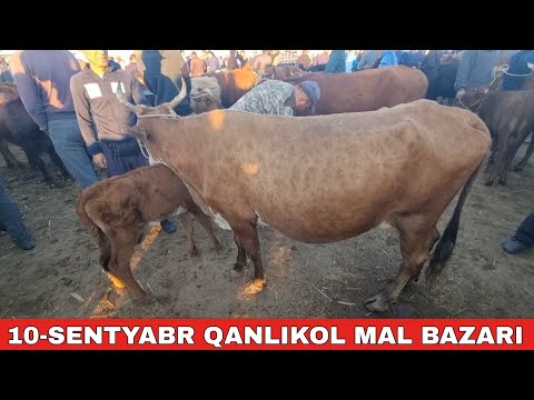 Видео: 10-СЕНТЯБРЬ/КАНЛЫКОЛ МАЛ БАЗАРЫ/СКОТНЫЙ РЫНОК/BUQALAR/BIG BULLS IN THE WORLD/BIG COW