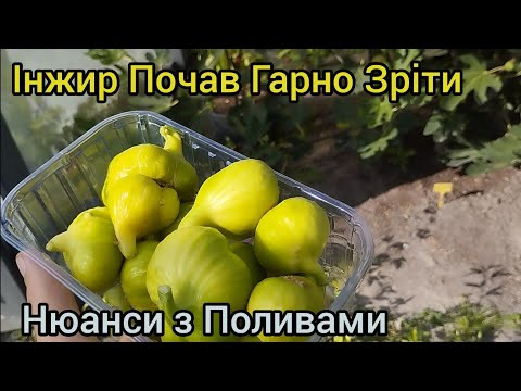 Видео: Інжир вже починає масово достигати в 2024 році + рекомендації що до поливу)))