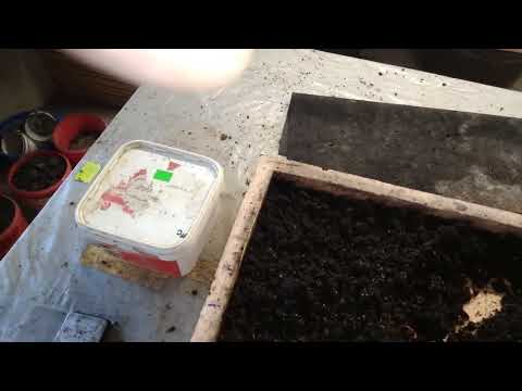 Видео: Черному принцу три месяца | Сумасшедший рост червя за девять дней.