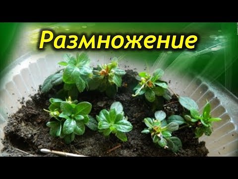 Видео: Размножение азалии – эффективные способы. Как правильно размножать Азалию.