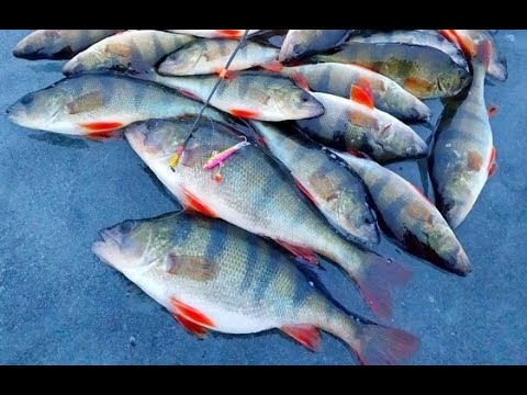 Видео: ЭТОТ БАЛАНСИР НУЖНО ЗАПРЕТИТЬ!!!  Как раскачать лунку? Ловля окуня на балансир