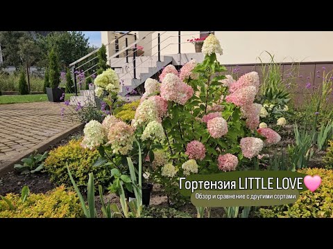 Видео: Гортензия LITTLE LOVE. Обзор и сравнение с Summer love, Little apple, BJ, PANdalus, Panflora.