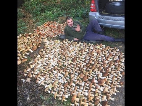 Видео: Собрал мешок белых грибов.