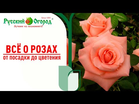 Видео: #РОЗЫ в июне - всё о посадке и не только... НАГЛЯДНО ПОКАЖЕМ САМУЮ ПРАВИЛЬНУЮ ПОСАДКУ РОЗ.