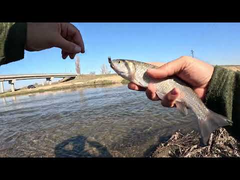 Видео: На точното място. Бой на кефали.