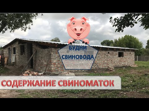 Видео: Сарай для свиней//свинарник//навозоудаление в сарае!