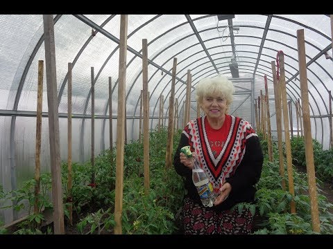 Видео: ПОДКОРМКА ТОМАТОВ БОРОМ. ПОДРОБНО. Ольга Чернова.