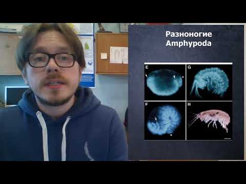 Видео: 7.2 Высшие раки и онихофоры