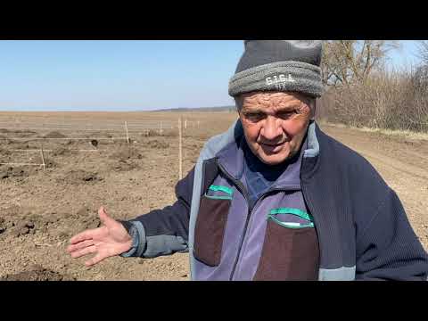 Видео: Посадка интенсивного сада черешни , груши и персика. Винницкой обл.