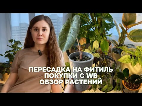 Видео: Пересадка на фитиль, покупки с WB, обзор растений