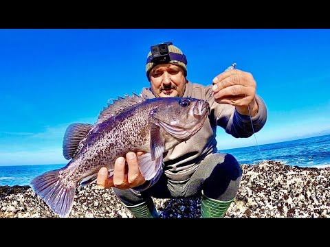Видео: УСПЕШНАЯ ЛОВЛЯ МОРСКОГО ОКУНЯ НА ТИХОМ ОКЕАНЕ