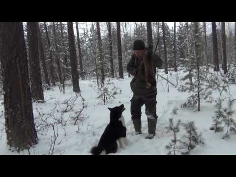 Видео: Нахаживание  лайки по кунице.