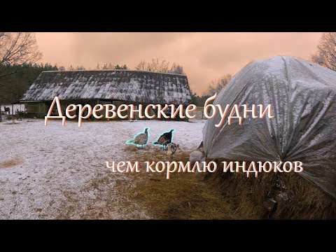 Видео: Деревенские будни. Чем кормлю индюков. Зима в деревне.