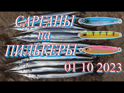 Видео: Сарганы на пилькеры. 01 10 2023.