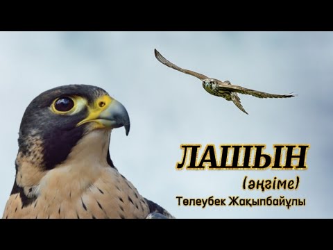 Видео: Лашын #аудиокітап Автор:Төлеубек Жақыпбайұлы #аңшылық Әңгіме