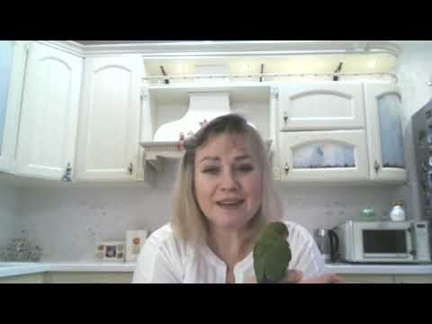 Видео: Как выбрать птенца неразлучника