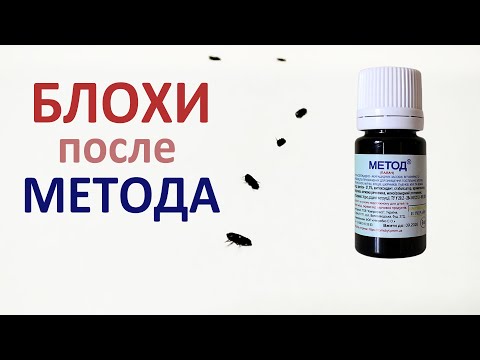 Видео: Проверяем Метод как средство от блох в квартире: все паразиты погибли через час после контакта