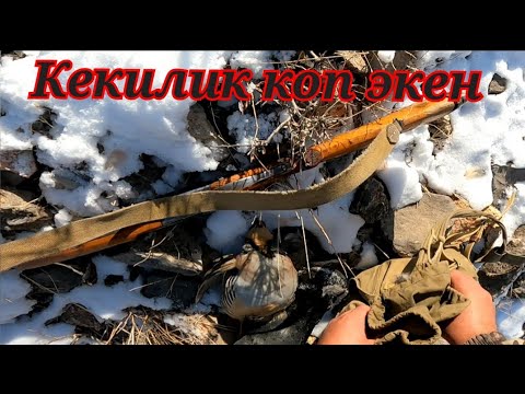 Видео: Охота на кеклика Кыргызстан.Алыш