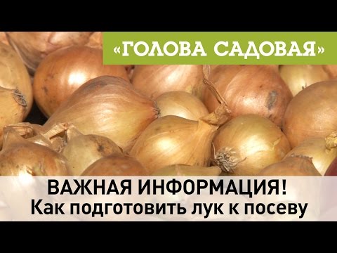 Видео: Голова садовая - ВАЖНАЯ ИНФОРМАЦИЯ! Как подготовить лук к посеву Часть 1