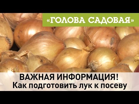 Видео: Голова садовая - ВАЖНАЯ ИНФОРМАЦИЯ! Как подготовить лук к посеву Часть 1