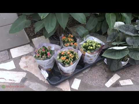 Видео: Поставка растений.