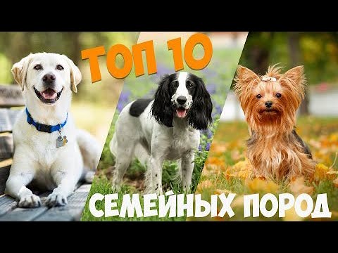 Видео: ТОП 10 собак - компаньонов для семьи