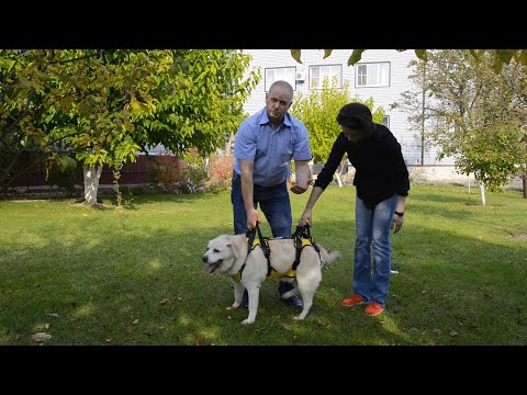 Видео: Видео для зоовыставки ПаркЗоо 2020. 6 Поддержка для собак