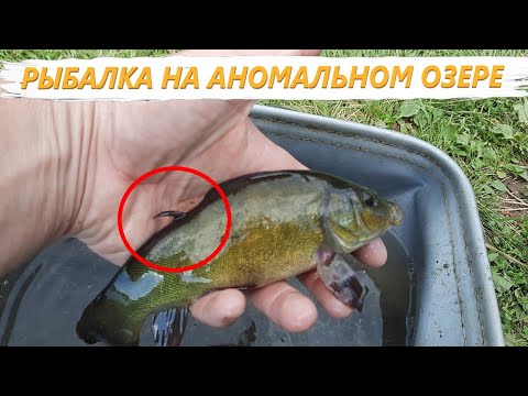Видео: Доработал китайскую морду. Теперь осторожный ЛИНЬ не боится в нее заходить