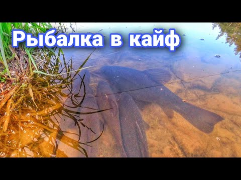 Видео: Рыбалка на Линя | Ловля Линя на Боковой кивок | Лучшая прикормка на Линя